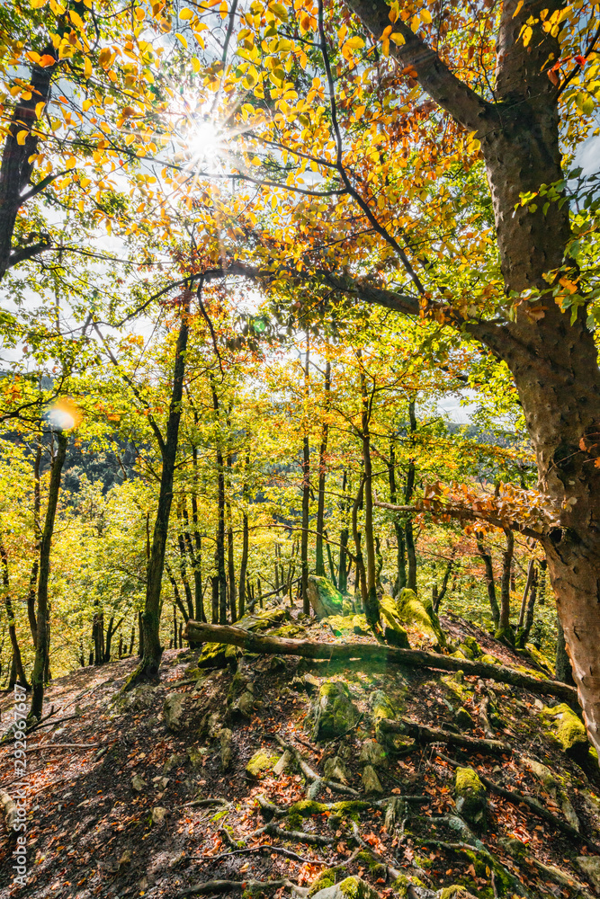 herbstlicher Wald im Hunsrück in Deutschland