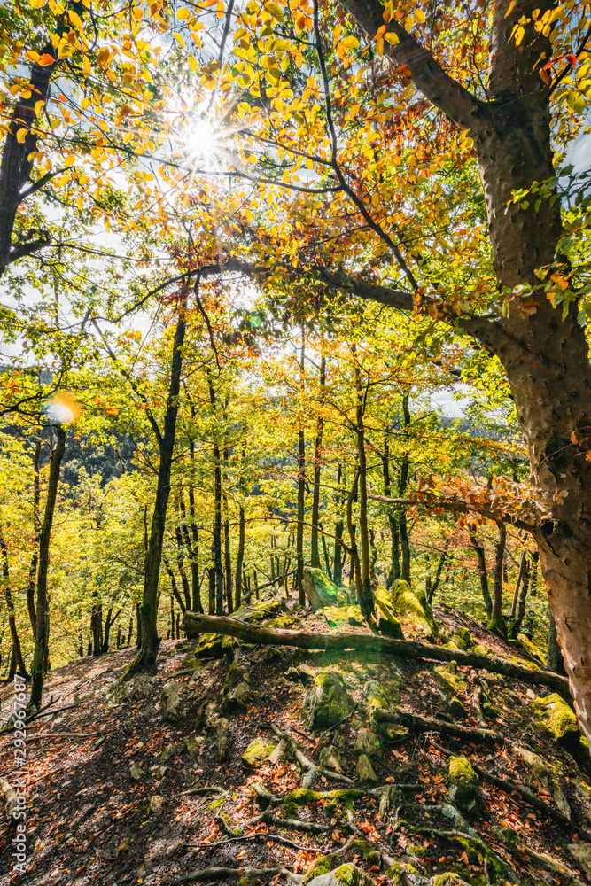 herbstlicher Wald im Hunsrück in Deutschland herbstlicher Wald im Hunsrück in Deutschland