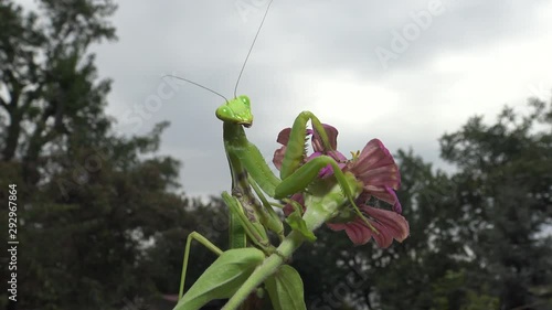 Female The European mantis (Mantis religiosa)  is waiting for its prey on a flower, close-up. Ukraine
