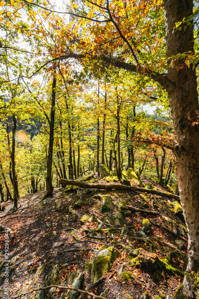 herbstlicher Wald im Hunsrück in Deutschland herbstlicher Wald im Hunsrück in Deutschland
