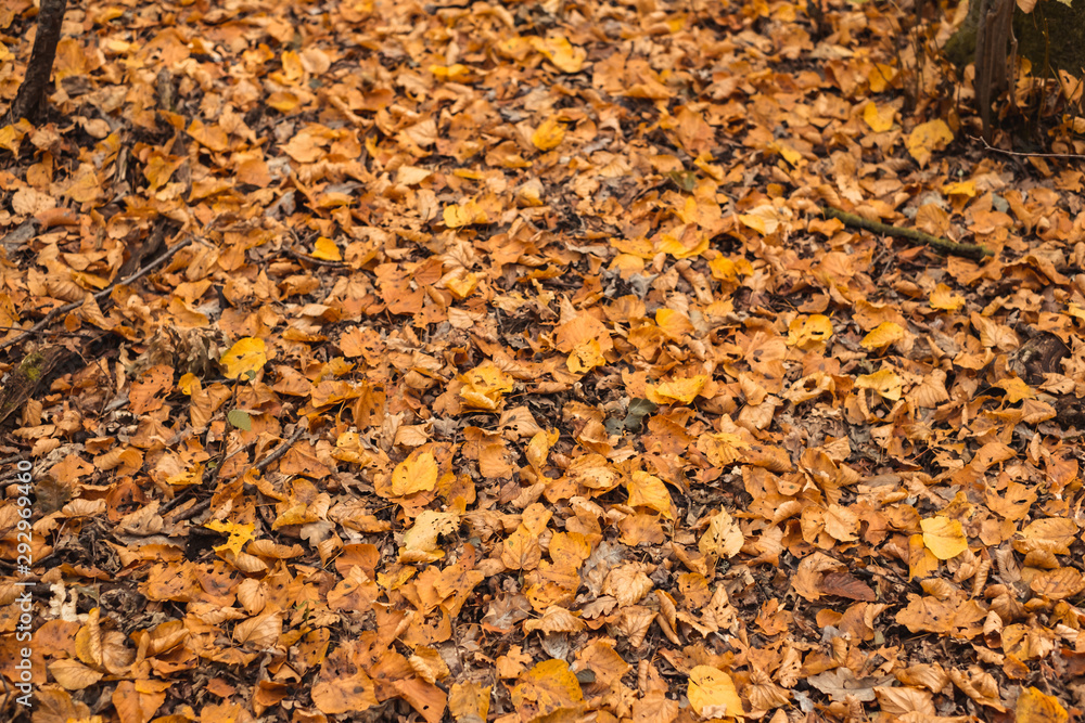 autumn leaves in the forest covering the earth autumn leaves in the forest covering the earth