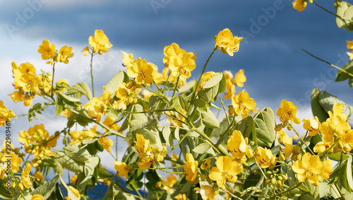 Senna Siamea - Beautiful Yellow flowers and green leaves of Kassod tree or Cassia tree © Marc