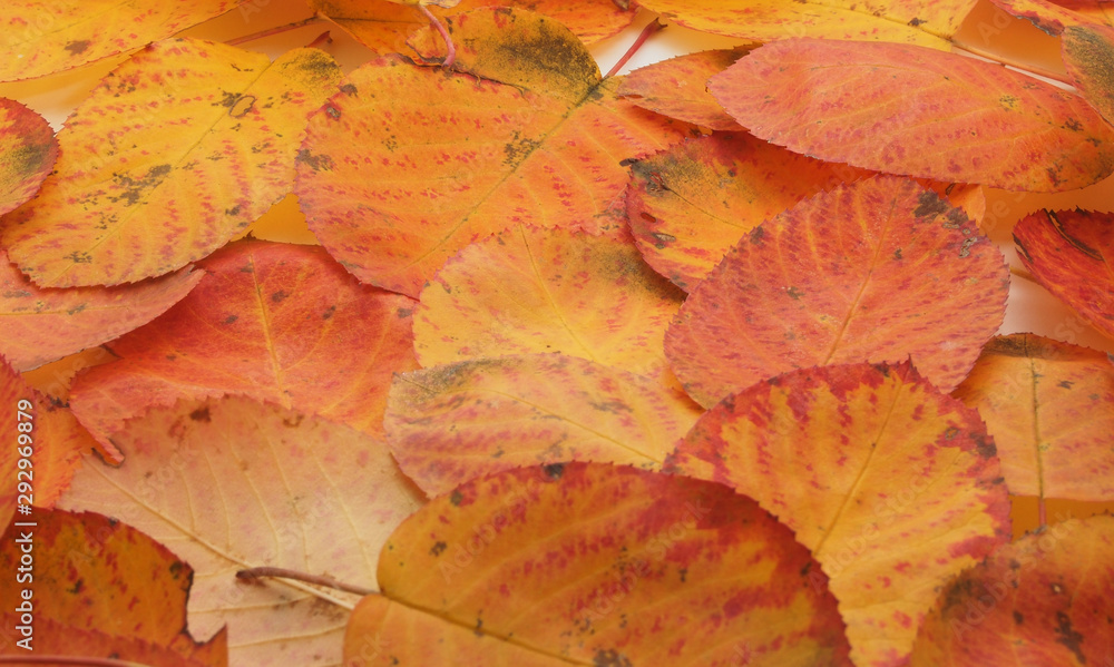 The leaves of amelanchier. Fallen autumn leaves. Close up. The leaves of amelanchier. Fallen autumn leaves. Close up.