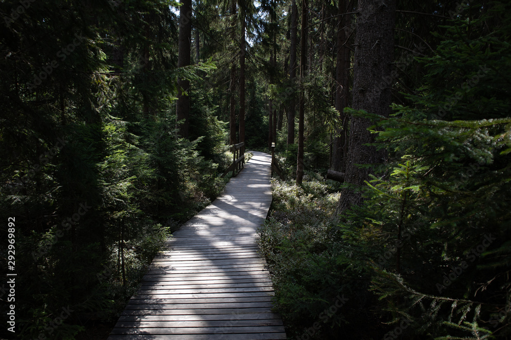 Fototapeta premium Wooden path leading through a dark swamp forest. Some sunbeams are reflecting on the wooden trail
