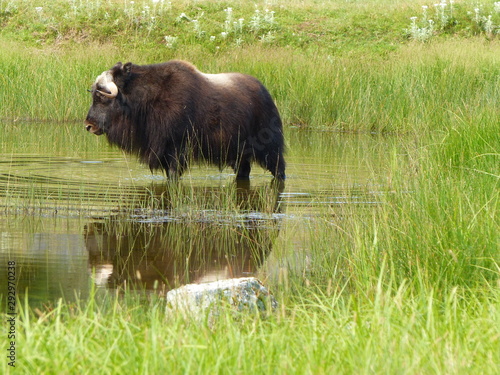 Boeuf musqué au bord d'un lac verdoyant photo