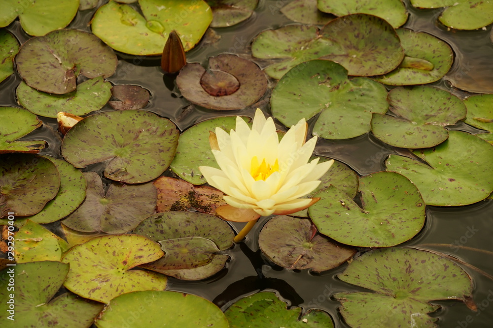 Lotus Flower in Full Bloom