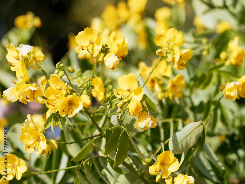 Senna Siamea or Kasood, an ornamental evergreen tree with yellow flowers between green-reddish alternate leaves Senna Siamea or Kasood, an ornamental evergreen tree with yellow flowers between green-reddish alternate leaves