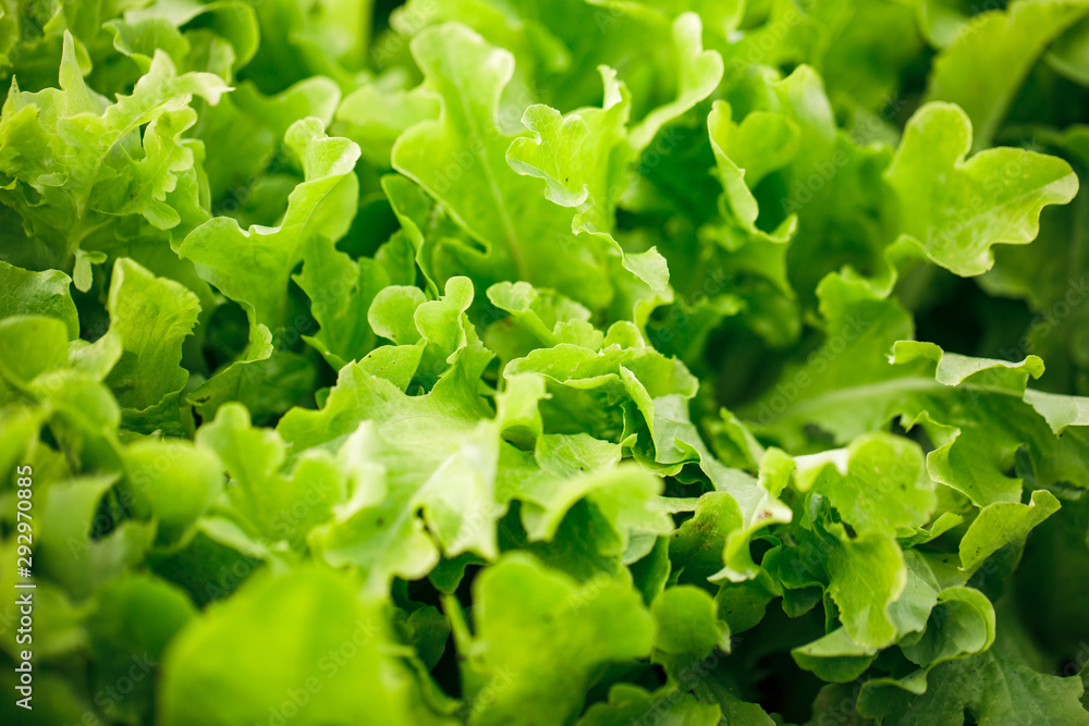 Growing lettuce in the garden. Bright green lettuce leaves. Leafy vegetables Growing lettuce in the garden. Bright green lettuce leaves. Leafy vegetables