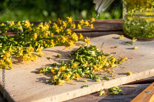 Preparation of tincture from European goldenrod plant