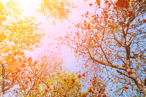 Autumn yellow leaves in sun rays and blue sky. Beautiful fall landscape background