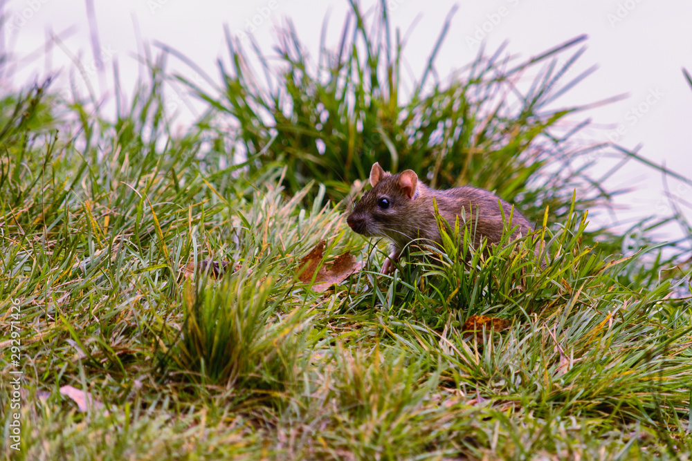 Field mouse lurking among grass in a meadow Field mouse lurking among grass in a meadow