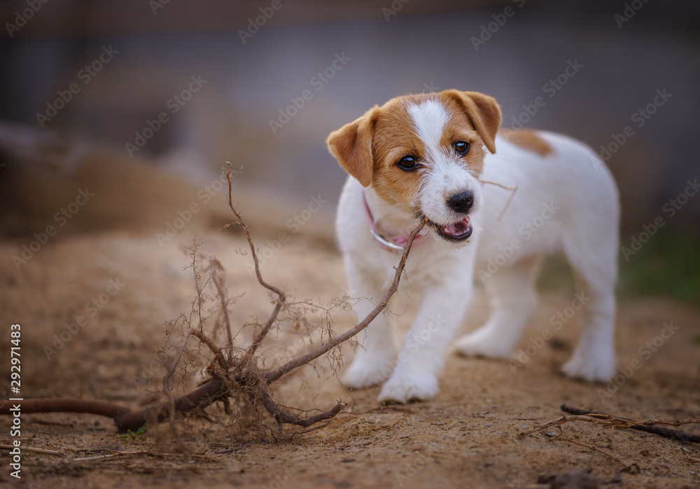 portrait of a small white dog in the garden, jack russell terrier