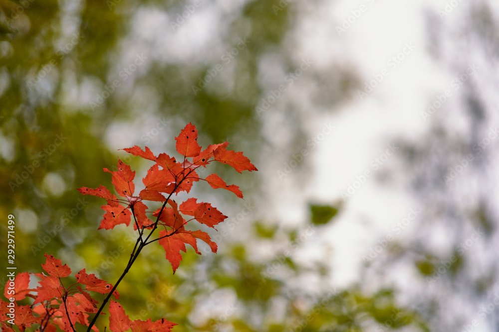 A branch with bright scarlet autumn leaves against a cloudy sky, free space on the right A branch with bright scarlet autumn leaves against a cloudy sky, free space on the right