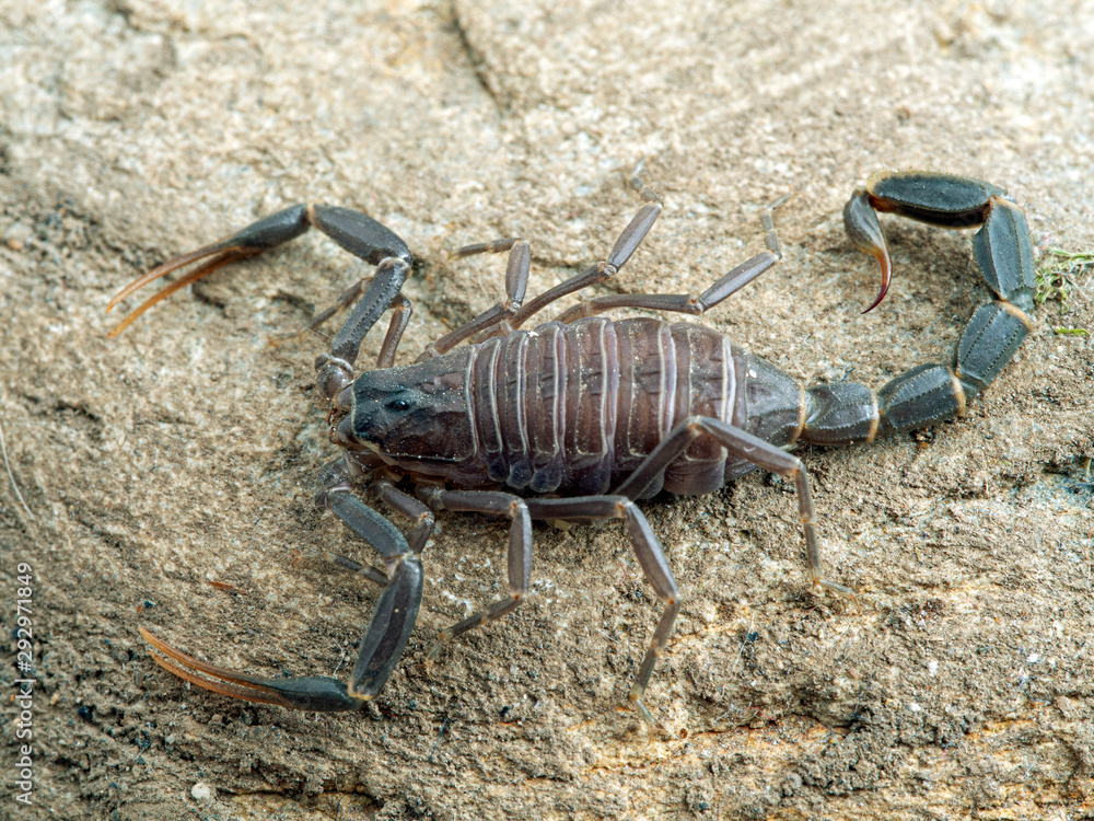 Juvenile Arabian fattail scorpion, Androctonus crassicauda, dorsal