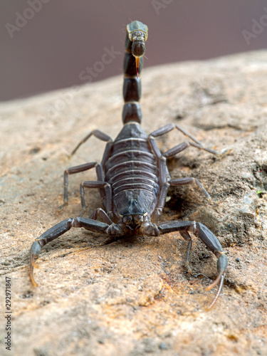 Androctonus crassicauda  from the font. This species range through the Middle East and into North Africa and are one of the most dangerous species of scorpions