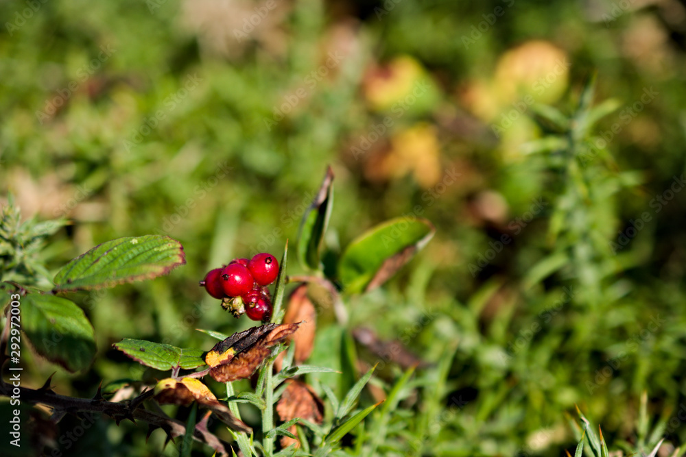 Red berries growing up between the whole green vegetation in a forest in Galicia, NW Spain Red berries growing up between the whole green vegetation in a forest in Galicia, NW Spain
