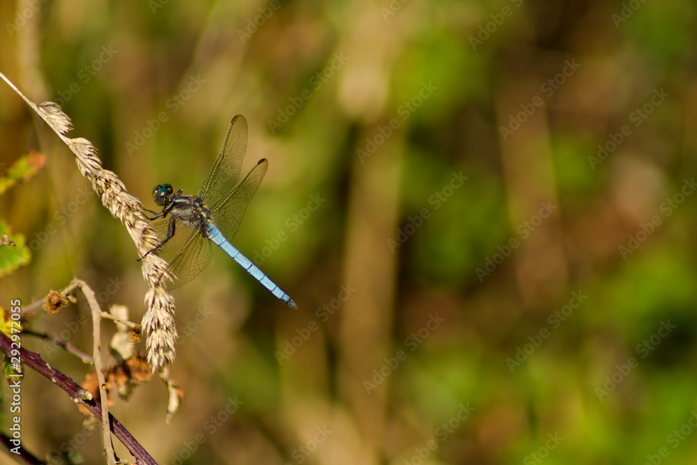 Emperor dragonfly (male) posing on a grass, with some copy space on the right side. Emperor dragonfly (male) posing on a grass, with some copy space on the right side.