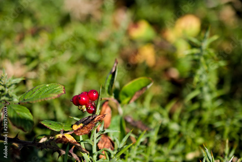Red berries growing up between the whole green vegetation in a forest in Galicia, NW Spain