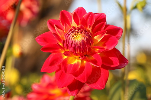 Rote Dahlie in einem sommerlichen Blumengarten