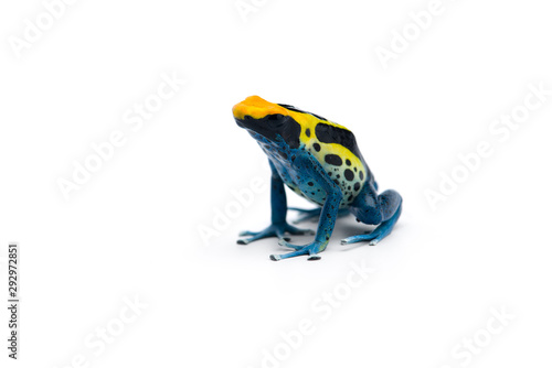 The poison dart frog isolated on white background