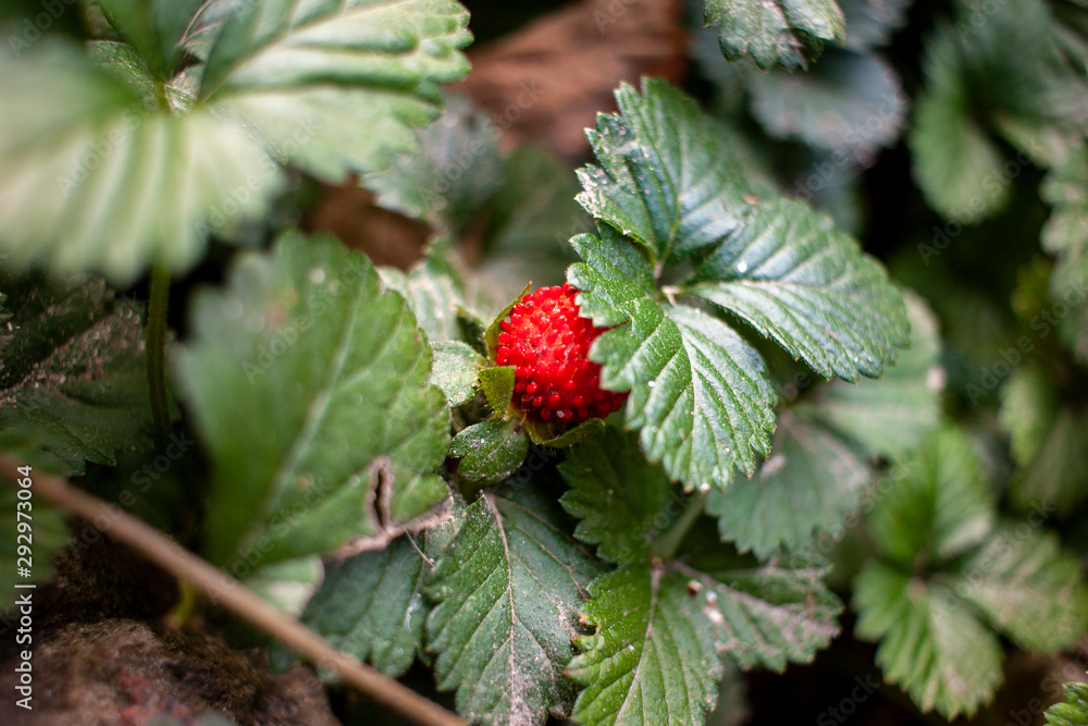 The texture of the green leaves of strawberries. Leaf texture The texture of the green leaves of strawberries. Leaf texture