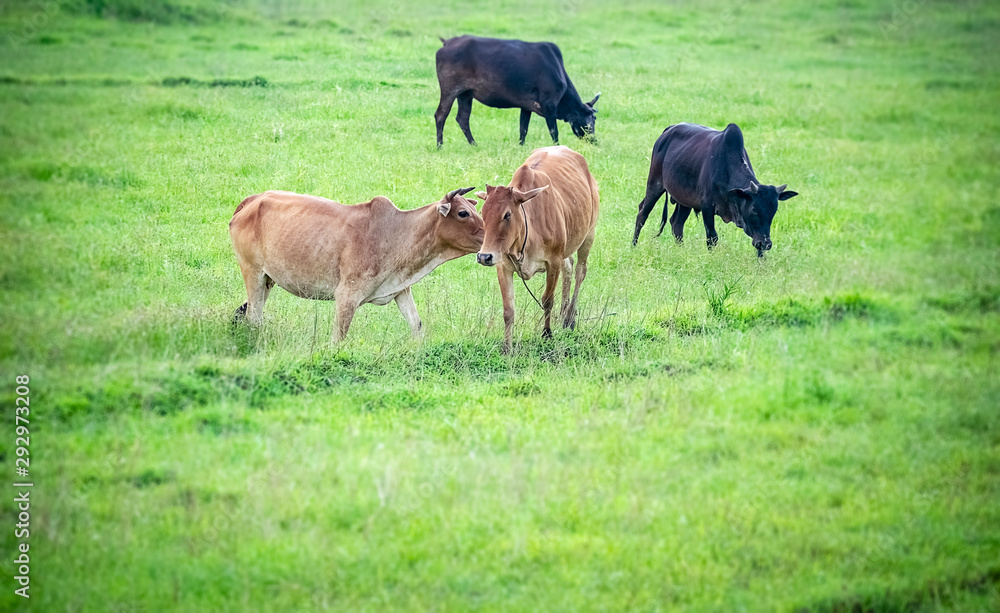 Love is on the air. A Cow carecess another one in flock of some unknown Livestock farm hervesting in th field in India of Asia in 2019. Love is on the air. A Cow carecess another one in flock of some unknown Livestock farm hervesting in th field in India of Asia in 2019.