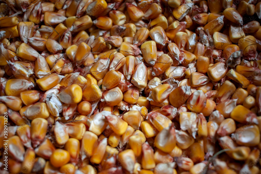 Corn texture. Unpeeled corn Yellow corns as a background. Corn floral pattern. Background of a bulk of yellow corn grains. Corn texture. Unpeeled corn Yellow corns as a background. Corn floral pattern. Background of a bulk of yellow corn grains.