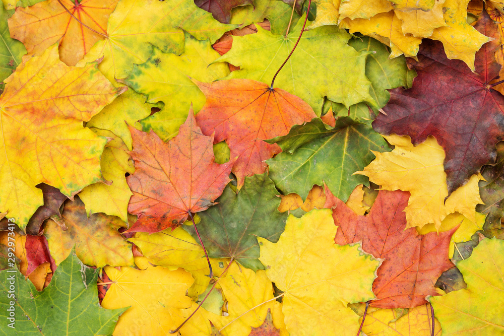 Texture of multi-colored maple leaves. Autumn background.
