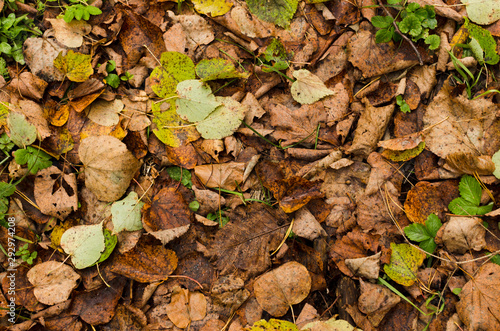 fallen foliage in the forest, ground