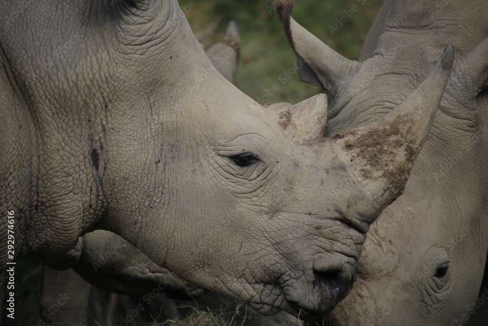 Fototapeta premium rhinocéros