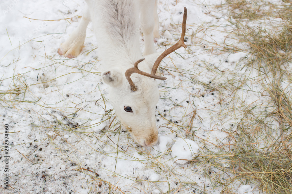 White deer closeup eats hay in the winter time White deer closeup eats hay in the winter time