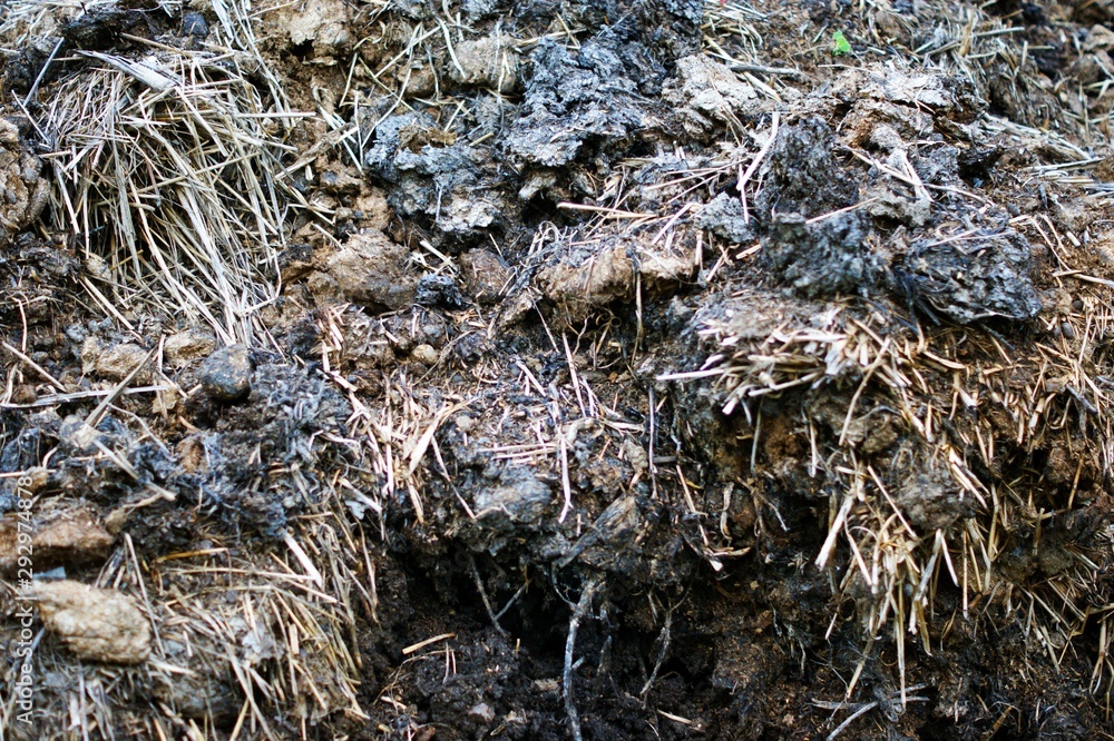 Fertilizer from cow and horse manure and straw. A pile of manure Stock