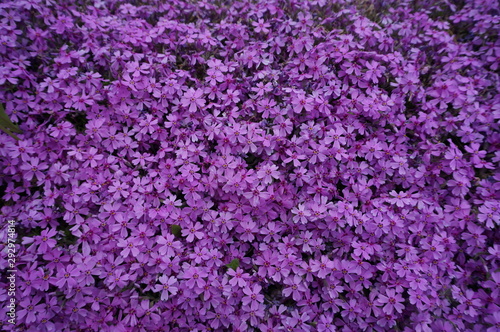 field of purple flowers