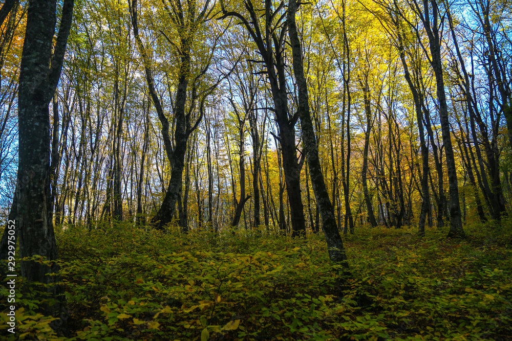 forest in autumn forest in autumn