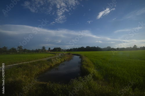 scenic view of paddy fields in malaysia