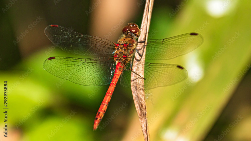 Macro of a beautiful dragonfly on a branch Macro of a beautiful dragonfly on a branch
