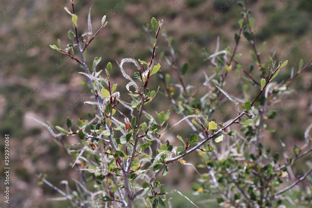 Mountain Mahogany shrub in Mesa Verde National Park Mountain Mahogany shrub in Mesa Verde National Park