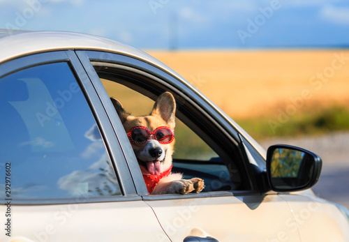 cute fashionable red dog puppy Corgi stuck his face in sunglasses out the window of the car and pretty smiles during the summer trip © nataba