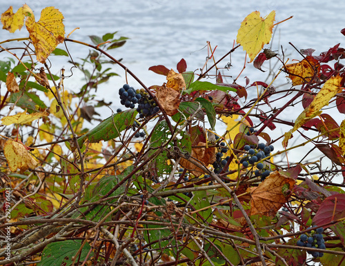 Riverbank Grapes - Frost Grape Trailing Vine