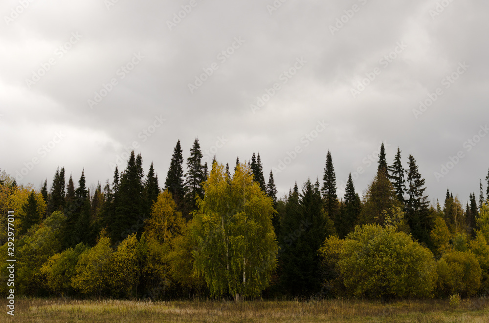 Fototapeta premium yellowed trees in the fall
