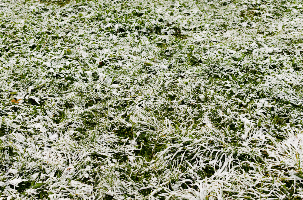 First snow on grass in autumn First snow on grass in autumn