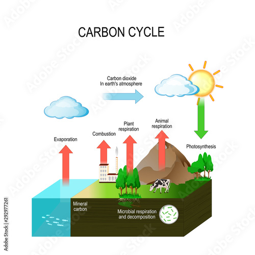 carbon cycle