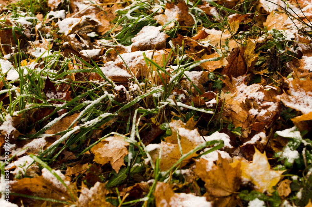 fallen foliage under fresh snow