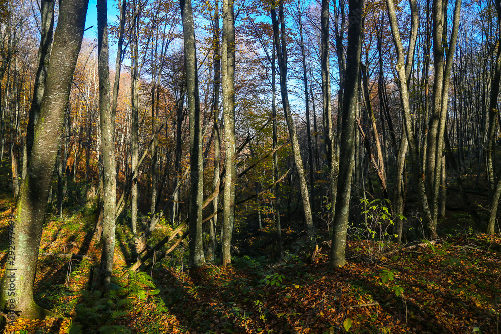 forest in autumn forest in autumn