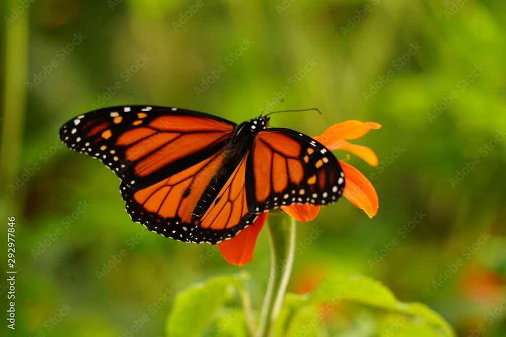 Monarch Butterfly Sitting on a Flower - Danaus Plexippus Monarch Butterfly Sitting on a Flower - Danaus Plexippus