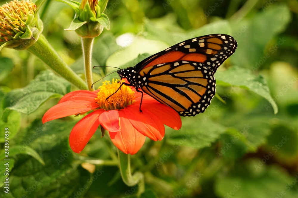 Obraz premium Monarch Butterfly Sitting on a Flower - Danaus Plexippus