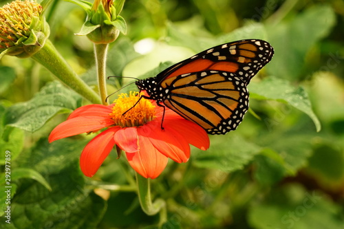 Monarch Butterfly Sitting on a Flower - Danaus Plexippus © Michael