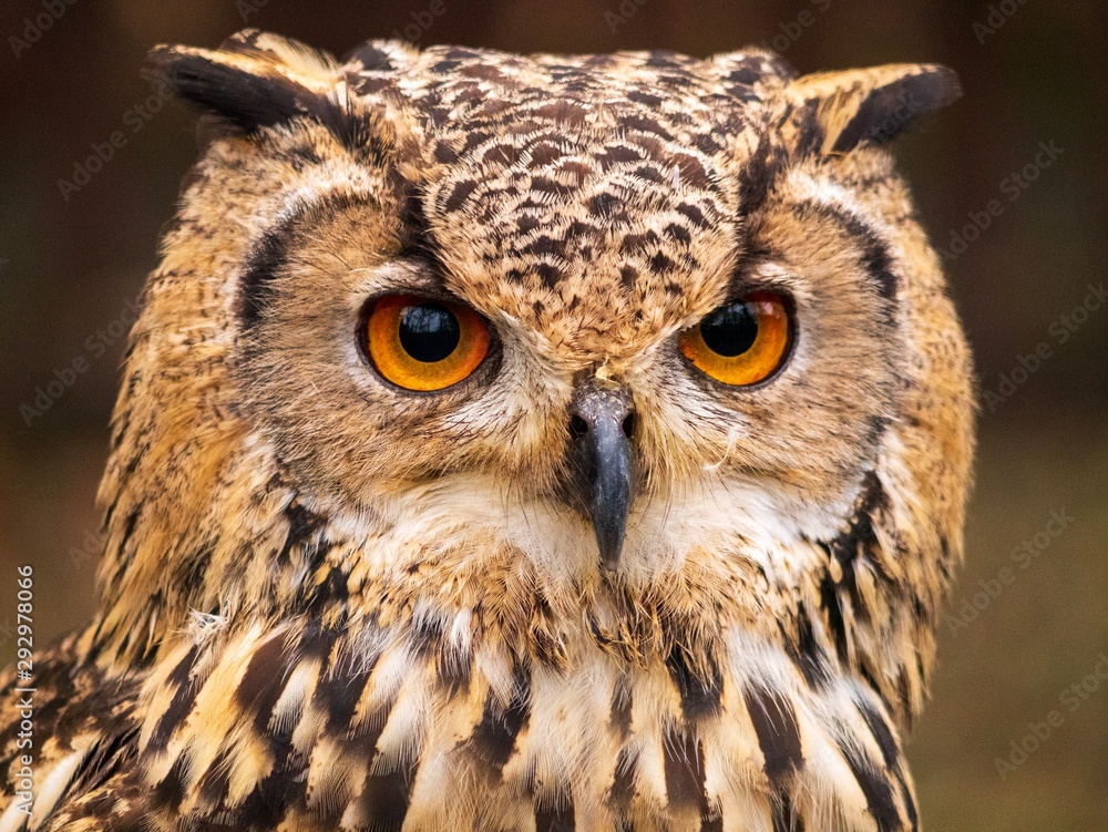 Fototapeta premium Wielka Sowa