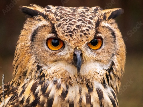 great horned owl © Lee