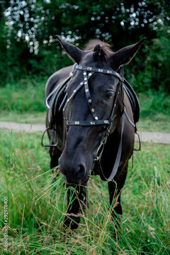 beautiful head portrait of walking horse outdoor in the summer